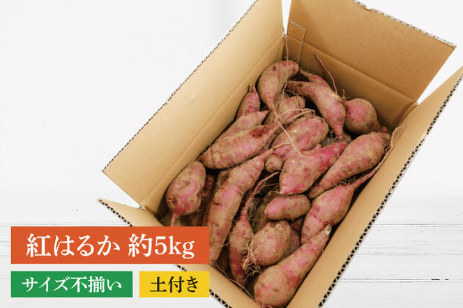 【訳あり】紅はるか約５kg【さつまいも サツマイモ 紅はるか 茨城県 鹿嶋市 10000円以下】（KAM-21）