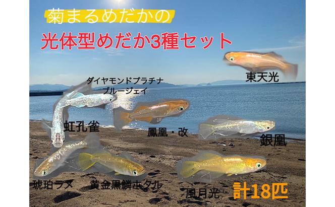 菊まるめだかの【光体型めだか3種セット】計18匹 セレクト メダカ 幼魚～若魚 1.5cm～2.0cm 生体 ペット 