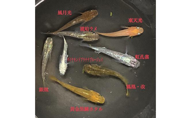 菊まるめだかの【光体型めだか3種セット】計18匹 セレクト メダカ 幼魚～若魚 1.5cm～2.0cm 生体 ペット 