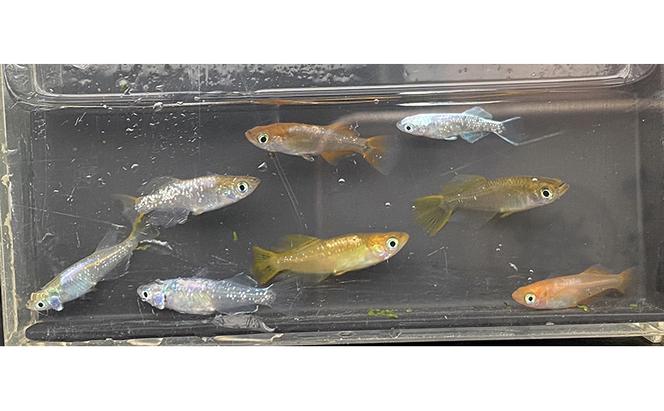 菊まるめだかの【光体型めだか3種セット】計18匹 セレクト メダカ 幼魚～若魚 1.5cm～2.0cm 生体 ペット 