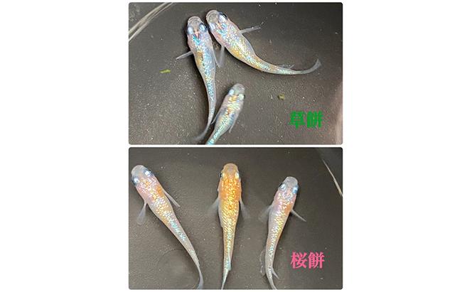 菊まるめだかの【もち餅めだか2種生餌セット】計8匹 メダカ 幼魚～若魚 1.5cm～2.0cm 生体 ペット ミジンコ ゾウリムシ