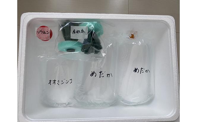 菊まるめだかの【もち餅めだか2種生餌セット】計8匹 メダカ 幼魚～若魚 1.5cm～2.0cm 生体 ペット ミジンコ ゾウリムシ