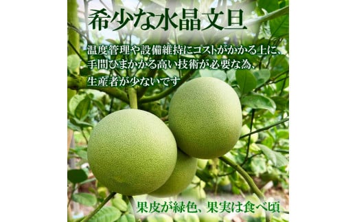 水晶文旦 柑橘皮むき器付き 約1.2kg Lサイズ （3個入り）文旦 ブンタン ぶんたん 水晶文旦 果物 柑橘 フルーツ 秋 旬 故郷納税 ふるさとのうぜい 返礼品 高知県 高知