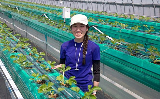 北海道産 ストロベリー ショコラ クッキー 40個 森のおくりもの 菓子 焼菓子 クッキー 苺 ストロベリー すずあかね お菓子 おやつ スイーツ デザート 規格外 常温 送料無料