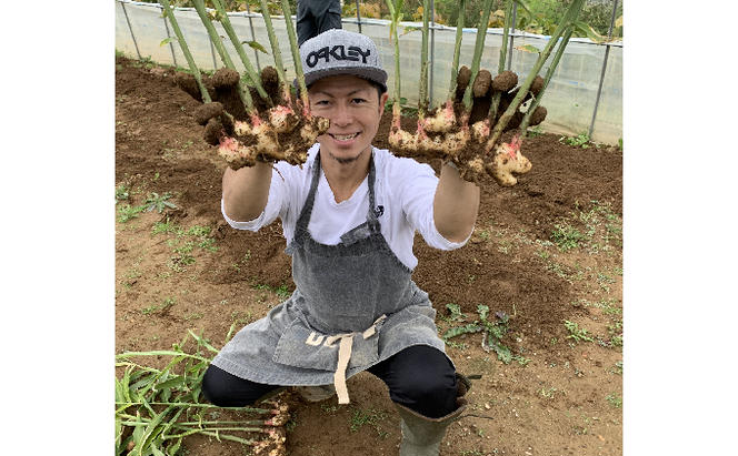 仁木産 グレープと梅を使ったジンジャービア 24本セット 北海道 キャンベル ウメ