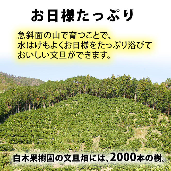 【果樹園直送】土佐文旦　4L　2個入り　1.5kg　特選品贈答用　果物　柑橘　フルーツ　ぶんたん　ブンタン　分担　高知県土佐市　お取り寄せ 産地直送　おいしい 美味しい　返礼品　白木果樹園