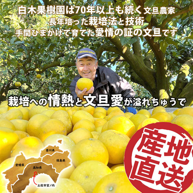 【果樹園直送】土佐文旦　4L　2個入り　1.5kg　特選品贈答用　果物　柑橘　フルーツ　ぶんたん　ブンタン　分担　高知県土佐市　お取り寄せ 産地直送　おいしい 美味しい　返礼品　白木果樹園