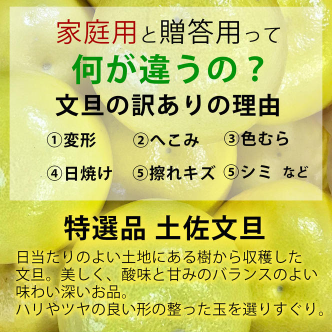 【果樹園直送】土佐文旦　4L　2個入り　1.5kg　特選品贈答用　果物　柑橘　フルーツ　ぶんたん　ブンタン　分担　高知県土佐市　お取り寄せ 産地直送　おいしい 美味しい　返礼品　白木果樹園