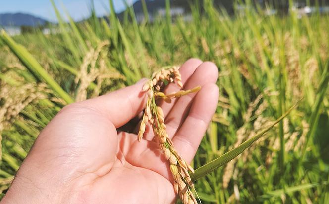 3ヶ月連続 3回 定期便 低農薬 清流育ち はつしも 精米 10kg×1袋 新米 お米 精白米 白米 米 ごはん 米 ご飯 ハツシモ あっさり ふっくら ブランド米 大粒 幻の米 お取り寄せ 自家用 贈答用 産地直送 送料無料 美濃グリーン 岐阜県 美濃市