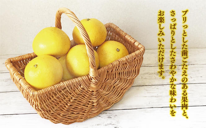 先行予約 訳あり 文旦 3kg （ Lサイズ 以上 ） 5000円 ぶんたん みかん mikan 蜜柑 ミカン 家庭用 少量 お試し 産地直送 国産 農家直送 糖度 期間限定 数量限定 特産品 ゼリー ジュース アイス 人気 限定 甘い 果実 果肉 フルーツ 果物 柑橘 先行 事前 予約 受付 ビタミン 健康 美味しい おいしい ジューシー サイズ ミックス あいなんマザーズ 愛南町 愛媛県