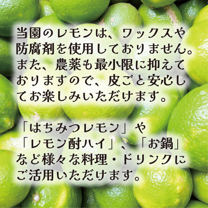 訳あり レモン 2.5kg 5000円 柑橘 サイズ 不揃い 家庭用 檸檬 国産 れもん フルーツ 果物 果実 産地直送 農家直送 数量限定 期間限定 特産品 瀬戸内 ワックス 防腐剤 不使用 果汁 人気 新鮮 少量 お試し レモネード 塩レモン レモン酢 レモンソース はちみつレモン レモンケーキ レモンスカッシュ レモンサワー レモン酎ハイ ビタミン 規格外 あいなんマザーズ 愛南町 愛媛県