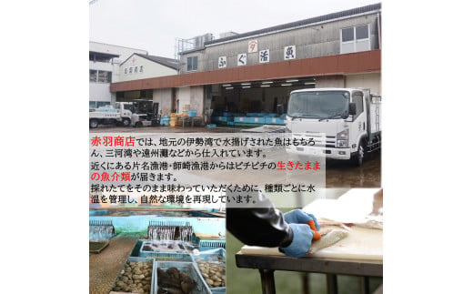 【容量 選べる】 おまかせ 海産物 地魚 ひもの 詰合せ 南知多産 3～8種 冷凍 旬 鮮魚 干物 鯛 イワシ タチウオ 鰯 味醂 干し フグ サヨリ 河豚 鱧 みりん 醤油 タイ ハモ しょうゆ キス 太刀魚 季節 海鮮 新鮮 おかず 雑炊 乾き物 つまみ 大あさり むき身 魚 コハダ 酢の物 詰め合わせ さかな つめあわせ オオアサリ 簡単 セット 人気 おすすめ 愛知県 南知多町