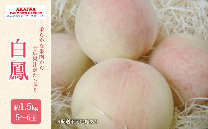 桃 2025年 先行予約 白桃 白鳳 約1.5kg 5～6玉 もも 岡山県 赤磐市産 フルーツ 果物 あかいわファーマーズガーデン