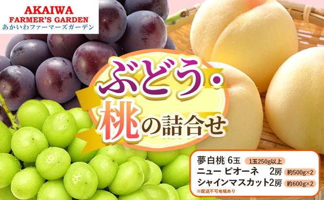 桃 ぶどう 詰合せ 2025年 先行予約  夢白桃 6玉（1玉250g以上） ニュー ピオーネ 2房 約500g×2　シャインマスカット2房約600ｇ×２　岡山県 赤磐市産 フルーツ 果物 あかいわファーマーズガーデン