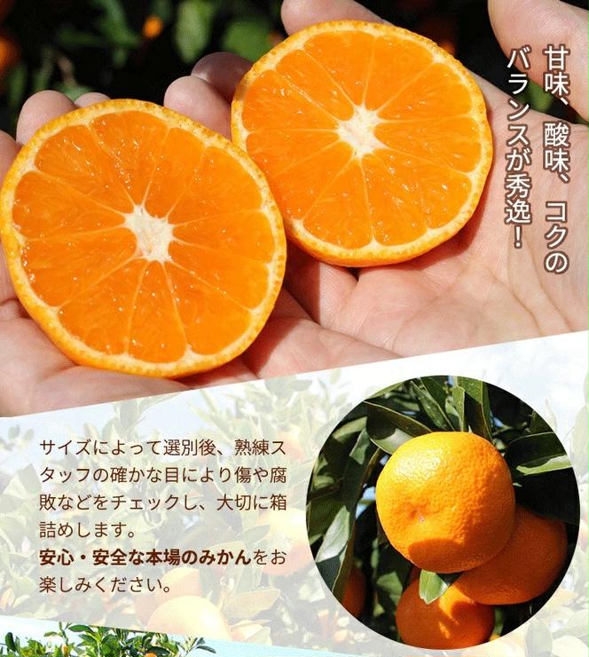 ＼光センサー選別／こだわりの完熟有田みかん 2kg＋250g(傷み補償分) 【ご家庭用】サイズ混合 有機質肥料100% ｜ みかん 有田みかん 温州みかん ミカン 温州ミカン 柑橘 温州 甘い コク 産地直送 ※2024年11月中旬～2025年1月上旬頃に順次発送予定 ※北海道・沖縄・離島への配送不可