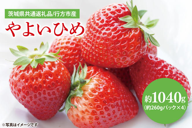 【茨城県共通返礼品/ 行方市産】【2025年1月より順次発送】いちご 「やよいひめ」 約260gパック×4【イチゴ 苺 フルーツ 果物 甘い 】(CS003)