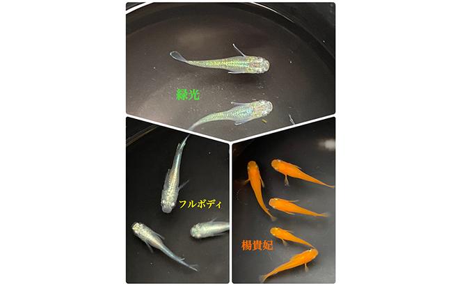 菊まるめだかの【いろ色めだか2種と生餌セット又はめだか3種セット】計12匹又は18匹 メダカ 幼魚～若魚 1.5～2.0cm ミジンコ ゾウリムシ