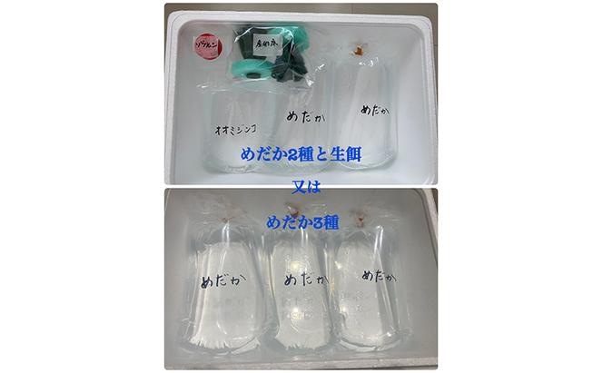 菊まるめだかの【いろ色めだか2種と生餌セット又はめだか3種セット】計12匹又は18匹 メダカ 幼魚～若魚 1.5～2.0cm ミジンコ ゾウリムシ