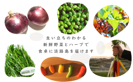 【定期便】彩り野菜と香るハーブセット　６回お届けセット　　[野菜セット 定期便 野菜詰め合わせ 定期便 野菜セット]