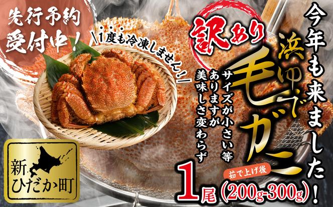 ＜2025年1月から順次発送＞ 訳あり 北海道産 浜ゆで 毛ガニ 1尾 ( 200g ～ 300g )  ＜ 予約商品 ＞ 毛蟹 毛がに かに味噌 カニ味噌 新鮮 旬 ボイル 浜茹で 海鮮 海産物 わけあり 訳アリ 