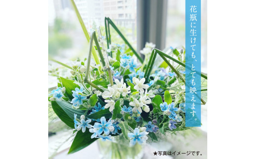 【CF-R5tka】JJM002　《先行予約》芸西村特産ブルースター花束（約30本程度の花束）