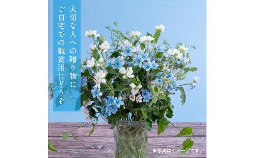 【CF-R5tka】JJM003　《先行予約》芸西村特産ブルースター花束（約45本程度の花束）