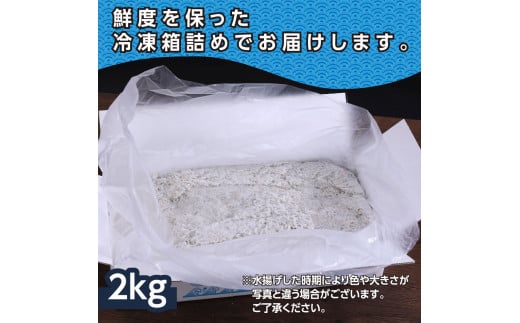 【CF-R5tka】MMK006　訳あり釜揚げシラス2kg 高知県産 釜揚げしらす 簡易梱包 わけあり 不揃い シラス 国産 釜揚げ 新鮮 しらす丼 海鮮丼 お茶漬け 冷凍配送 塩分控えめ お取り寄せ