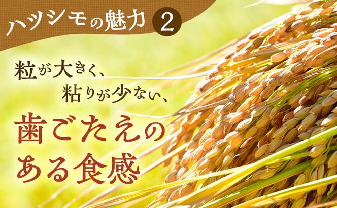 【定期便】岐阜県産 ハツシモ 10kg (6ヵ月連続お届け) 米 お米 コメ 白米 精米 ハシツモ 定期便 岐阜 瑞穂市