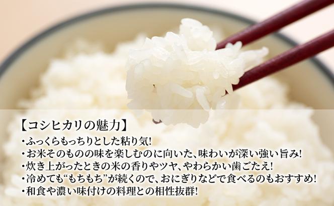 米 千葉県産コシヒカリ5kg×4 こしひかり セット お米 特A評価 精米 ふっくら もっちり 粘り気 旨み 香り ツヤ やわらかい 歯ごたえ 九十九里町 千葉県