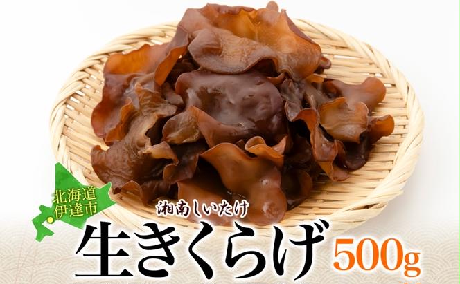 湘南しいたけ 生 きくらげ 500g きくらげ 木耳 キクラゲ 生 ぷりぷり プリプリ こりこり コリコリ 栄養 ヘルシー ダイエット 中華  アレンジ スープ サラダ 新鮮 きのこ キノコ 弾力 みずみずしい 北海道 伊達市【農福連携】