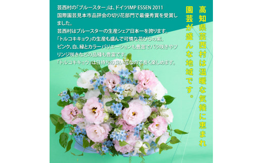 【CF-R5frp】HNS002　《先行予約》芸西村のお花を使ったアレンジメント（中）