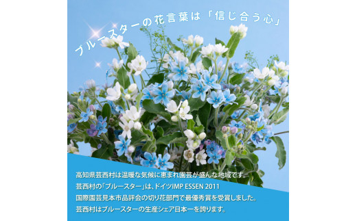 【CF-R5frp】JJM002　《先行予約》芸西村特産ブルースター花束（約30本程度の花束）