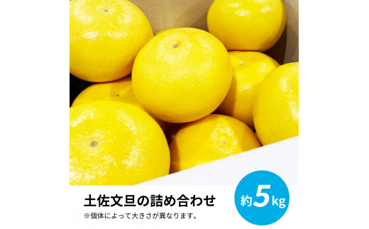 【CF-R5frp】TKA039　先行予約 土佐の柑橘 土佐文旦 5kg 詰め合わせ 文旦 5キロ ぶんたん 柑橘 高知県 高知 返礼品 故郷納税 14000円 果物 くだもの フルーツ お取り寄せ 美味しい おいしい ギフト プレゼント 贈答品 お歳暮 御歳暮 贈り物 熨斗 のし 常温