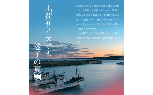 【CF-R5cdm】「真鯛の漬け丼の素」1食80g×15P《迷子の真鯛を食べて応援 養殖生産業者応援プロジェクト》