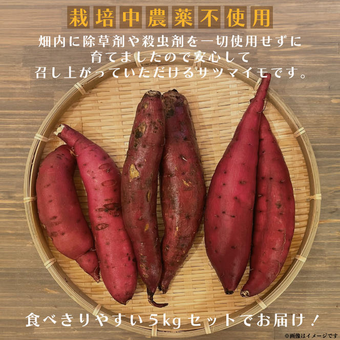 【数量限定】さつまいも 3種食べ比べセット 合計5kg 詰め合わせ（紅はるか・シルクスイート・くりかぐや） 茨城県産 サツマイモ 焼き芋 ホクホク 野菜（CH002）