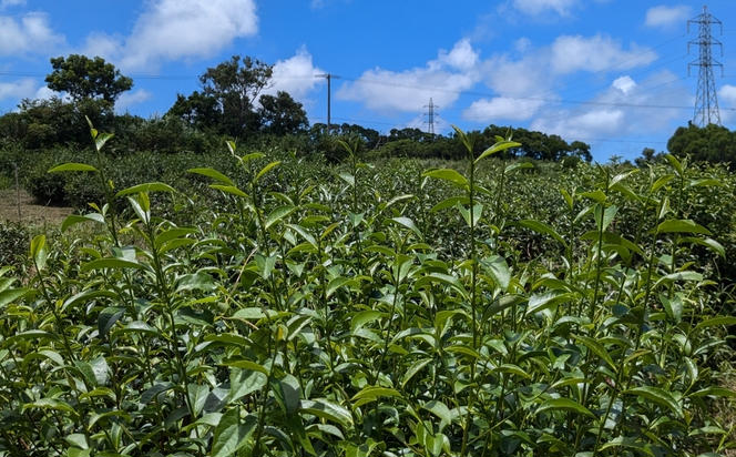 沖縄の在来茶「沖縄やまぐすく茶」5箱セット