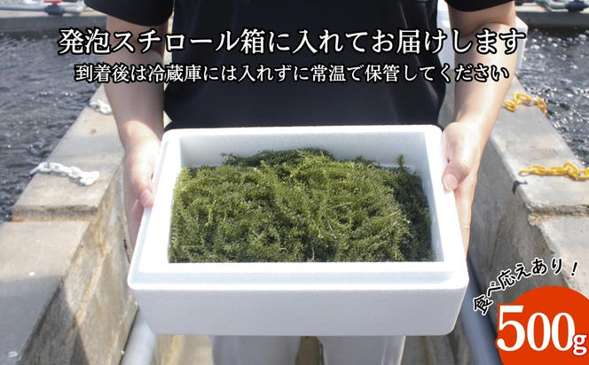 【うるま市産】こだわり海ぶどう　500g