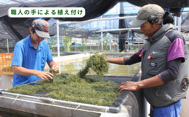 【うるま市産】こだわり海ぶどう　1kg