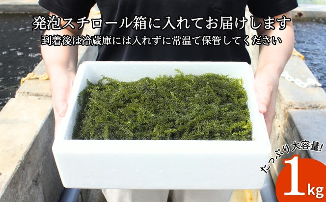 【うるま市産】こだわり海ぶどう　1kg