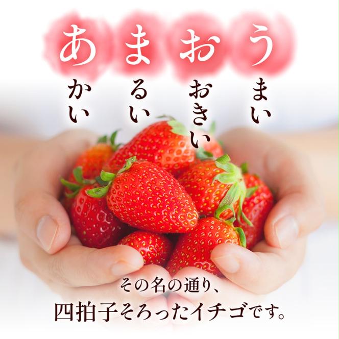 いちご 福岡県産 あまおう 1000g (250g×4パック) 先行予約 2024年12月より順次発送 果物 デザート ※配送不可：離島