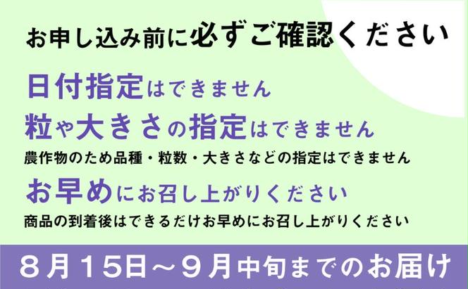 【先行予約受付中】滋賀県産ぶどう おまかせ2房《シャインマスカット・BKシードレス・ブラックビート・ナガノパープル・バイオレットキング・クイーンニーナ》その時採れた品種を約1kg 葡萄 くだもの 人気