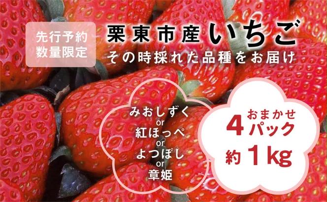 【先行予約受付中】いちご おまかせ4パック 《みおしずく・紅ほっぺ・よつぼし・章姫》からその時採れた品種をお届け 苺 約1kg 果物 とれたて まりゆ農園