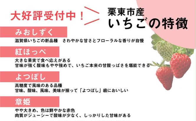 【先行予約受付中】いちご おまかせ4パック 《みおしずく・紅ほっぺ・よつぼし・章姫》からその時採れた品種をお届け 苺 約1kg 果物 とれたて まりゆ農園