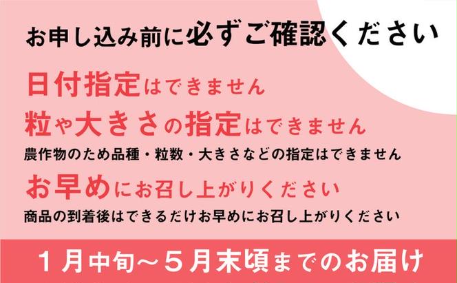 【先行予約受付中】いちご おまかせ4パック 《みおしずく・紅ほっぺ・よつぼし・章姫》からその時採れた品種をお届け 苺 約1kg 果物 とれたて まりゆ農園