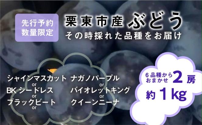 【先行予約受付中】滋賀県産ぶどう おまかせ2房《シャインマスカット・BKシードレス・ブラックビート・ナガノパープル・バイオレットキング・クイーンニーナ》その時採れた品種を約1kg 葡萄 くだもの 人気