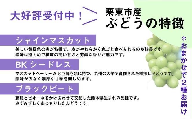 【先行予約受付中】滋賀県産ぶどう おまかせ2房《シャインマスカット・BKシードレス・ブラックビート・ナガノパープル・バイオレットキング・クイーンニーナ》その時採れた品種を約1kg 葡萄 くだもの 人気