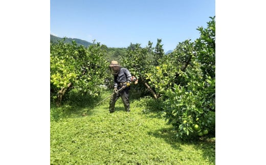 本場、高知県土佐市産！土佐水谷農園の露地土佐文旦3kg 2～4Lサイズ 文旦 ブンタン ぶんたん 柑橘 かんきつ 柑橘類 みかん フルーツ デザート 果物 おやつ マーマレード ミネラル ビタミン