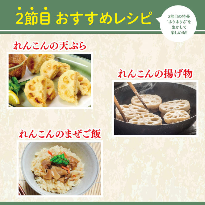 【真空パック】【希少】【洗い】「横瀬農園の有機れんこん」  約２kg（２本入）｜農家直送 レンコン れんこん 茨城県産 野菜 根菜 行方市産 オーガニック 新鮮 栄養豊富 生産量 日本一(HB-1)