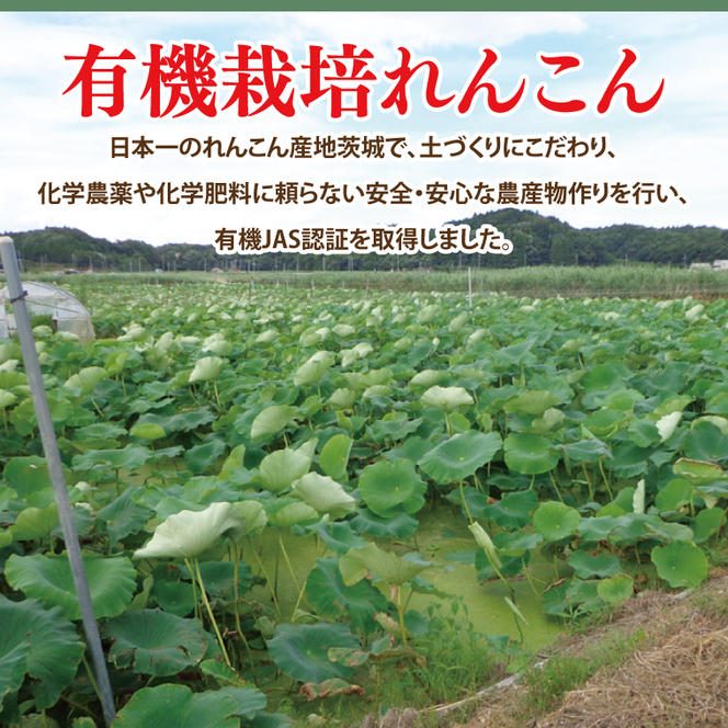 【真空パック】【希少】【洗い】「横瀬農園の有機れんこん」  約２kg（２本入）｜農家直送 レンコン れんこん 茨城県産 野菜 根菜 行方市産 オーガニック 新鮮 栄養豊富 生産量 日本一(HB-1)