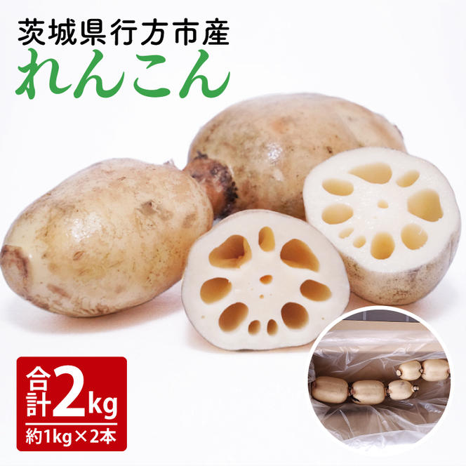 【洗い】「横瀬農園のれんこん」 約２kg（２本入）/ 農家直送 レンコン れんこん 茨城県産 野菜 根菜 行方市産  新鮮 栄養豊富 生産量 日本一(HB-5)